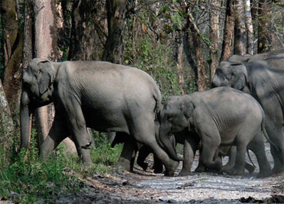 jungle safari rishikesh